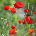 Coquelicots (Red poppies) par Belles Images by Sandra A. - Moustiers Ste. Marie 04360 Alpes-de-Haute-Provence Provence France