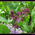 Lilas violet par Sylvia Andreu - Moustiers Ste. Marie 04360 Alpes-de-Haute-Provence Provence France