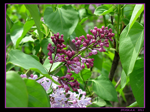 Lilas violet par Sylvia Andreu