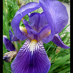 IRIS en mode Macro par Sylvia Andreu - Moustiers Ste. Marie 04360 Alpes-de-Haute-Provence Provence France