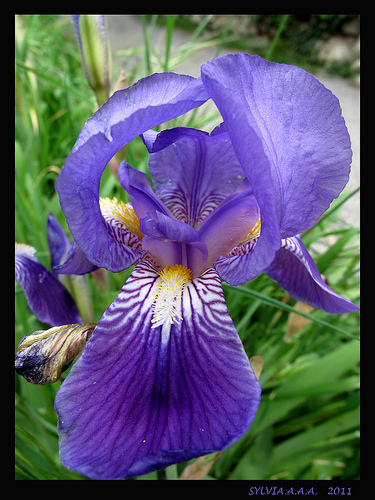 IRIS en mode Macro par Sylvia Andreu