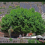 PLATANE, l'autre symbole de la Provence par Sylvia Andreu - Moustiers Ste. Marie 04360 Alpes-de-Haute-Provence Provence France