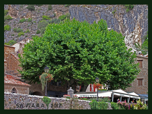 PLATANE, l'autre symbole de la Provence by Sylvia Andreu