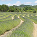 Les vagues vertes de lavandes par Leo Ad - Oppedette 04110 Alpes-de-Haute-Provence Provence France