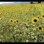 Champs de tournesols par domleg - Oraison 04700 Alpes-de-Haute-Provence Provence France