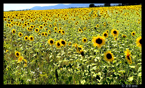 Champs de tournesols by domleg