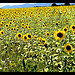 Champs de tournesols par domleg - Oraison 04700 Alpes-de-Haute-Provence Provence France