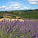 Paysage de Puimichel par Charlottess - Puimichel 04700 Alpes-de-Haute-Provence Provence France