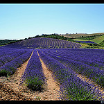 Relief de lavande en provence by domleg - Puimichel 04700 Alpes-de-Haute-Provence Provence France