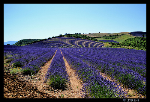 Relief de lavande en provence by domleg