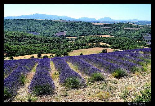 Relief de provence by domleg