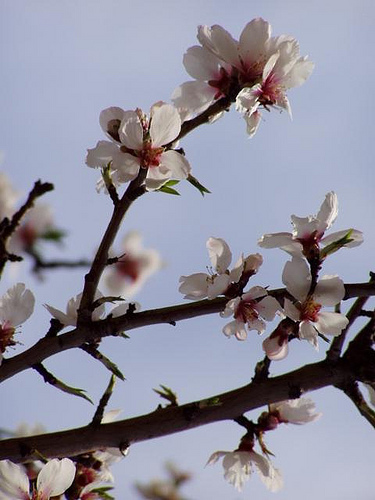 Branche d'amandiers en fleurs par Locations Moustiers