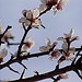 Branche d'amandiers en fleurs par Locations Moustiers - Puimoisson 04410 Alpes-de-Haute-Provence Provence France
