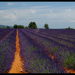 Lavandes à Quinson par Patchok34 - Quinson 04500 Alpes-de-Haute-Provence Provence France