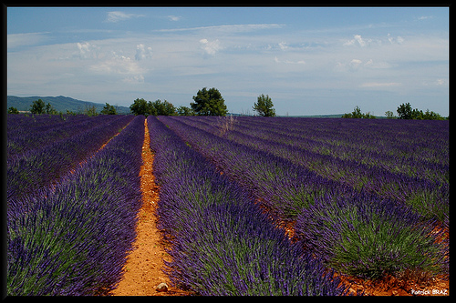 Lavandes à Quinson by Patchok34