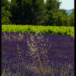 Quinson : contrastes de couleurs... by Patchok34 - Quinson 04500 Alpes-de-Haute-Provence Provence France