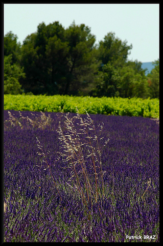 Quinson : contrastes de couleurs... by Patchok34