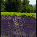 Quinson : contrastes de couleurs... by Patchok34 - Quinson 04500 Alpes-de-Haute-Provence Provence France