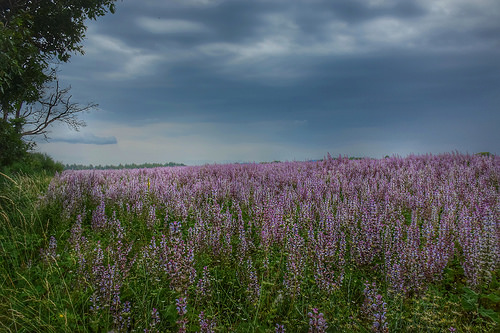 Sauge sous l'orage by Charlottess