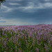 Sauge sous l'orage par Charlottess - Redortiers 04150 Alpes-de-Haute-Provence Provence France