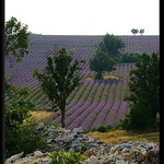 Les jolies couleurs de Provence by Patchok34 - Redortiers 04150 Alpes-de-Haute-Provence Provence France