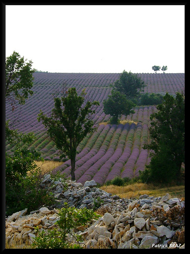 Les jolies couleurs de Provence par Patchok34