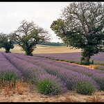 Lavandes de Provence by Patchok34 - Redortiers 04150 Alpes-de-Haute-Provence Provence France