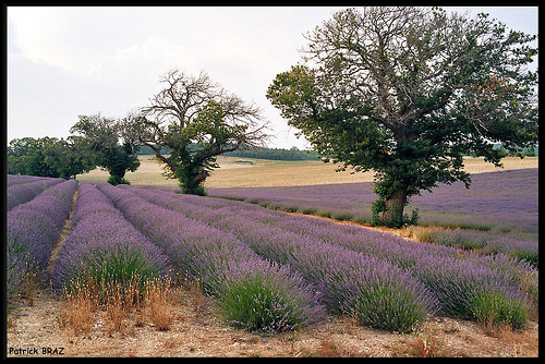 Lavandes de Provence par Patchok34