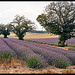 Lavandes de Provence by Patchok34 - Redortiers 04150 Alpes-de-Haute-Provence Provence France