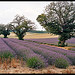 Lavandes de Provence par Patchok34 - Redortiers 04150 Alpes-de-Haute-Provence Provence France