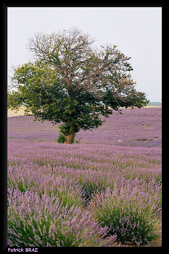 Arbre au millieu de la Lavande par Patchok34