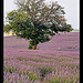 Arbre au millieu de la Lavande par Patchok34 - Redortiers 04150 Alpes-de-Haute-Provence Provence France