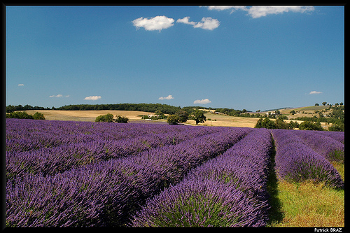 Carte Postale de Provence par Patchok34