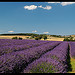 Carte Postale de Provence par Patchok34 - Redortiers 04150 Alpes-de-Haute-Provence Provence France