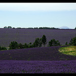 Immensité de lavande by Patchok34 - Redortiers 04150 Alpes-de-Haute-Provence Provence France