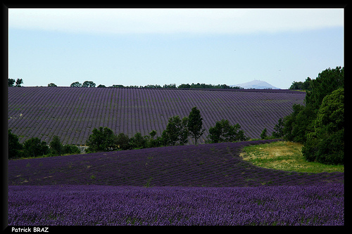 Immensité de lavande by Patchok34