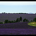 Immensité de lavande by Patchok34 - Redortiers 04150 Alpes-de-Haute-Provence Provence France