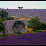 Superbes champs de lavandes by Patchok34 - Redortiers 04150 Alpes-de-Haute-Provence Provence France