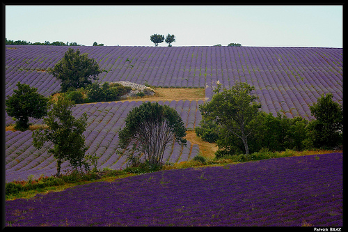 Superbes champs de lavandes par Patchok34