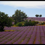 Lavandes à Redortiers by Patchok34 - Redortiers 04150 Alpes-de-Haute-Provence Provence France