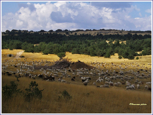 Estive sur la montagne de Lure par Rhansenne.photos