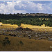 Estive sur la montagne de Lure par Rhansenne.photos - Redortiers 04150 Alpes-de-Haute-Provence Provence France