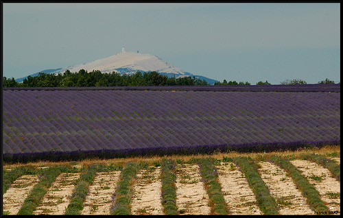 Lavandes et Mont Ventoux par Patchok34