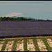 Lavandes et Mont Ventoux by Patchok34 - Redortiers 04150 Alpes-de-Haute-Provence Provence France