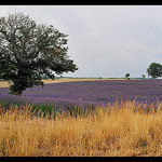 Champ de Lavandes à l'est du Mont-Ventoux par Patchok34 - Revest du Bion 04150 Alpes-de-Haute-Provence Provence France