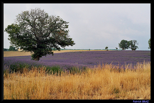 Champ de Lavandes à l'est du Mont-Ventoux by Patchok34