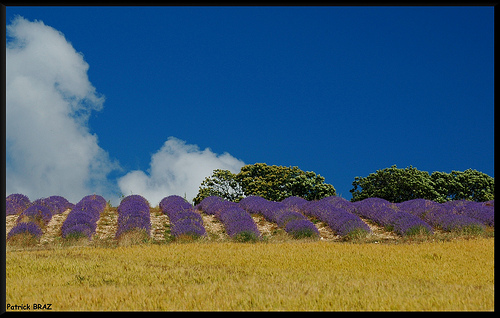 Blé, lavande, chênes et ciel bleu de Provence by Patchok34