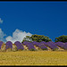 Blé, lavande, chênes et ciel bleu de Provence par Patchok34 - Revest du Bion 04150 Alpes-de-Haute-Provence Provence France