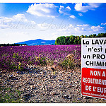 Culture de la Lavande, Message à Bruxelles... by F.I.T. World - Revest du Bion 04150 Alpes-de-Haute-Provence Provence France