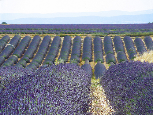 Les champs de lavandin de Valensole by Margotte apprentie naturaliste 5